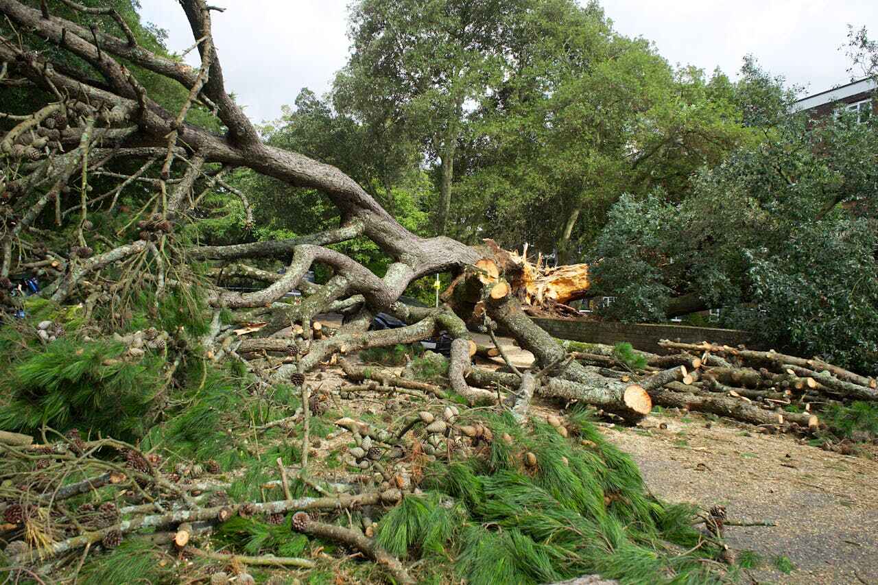 Tree Root Removal in Fort Pierce, FL